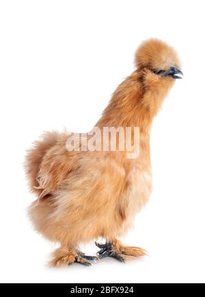 tam silkie devant un fond blanc Banque D'Images