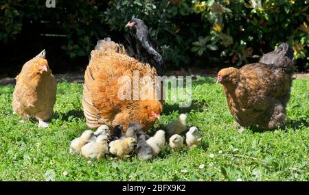 poulet et poussins brahma dans un jardin Banque D'Images