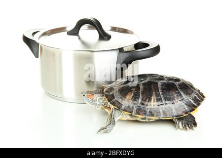 tortue rouge dans une poêle isolée sur blanc Banque D'Images