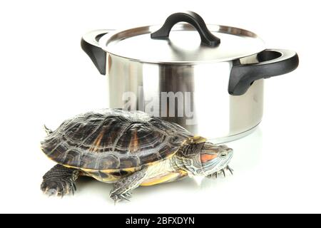 tortue rouge dans une poêle isolée sur blanc Banque D'Images