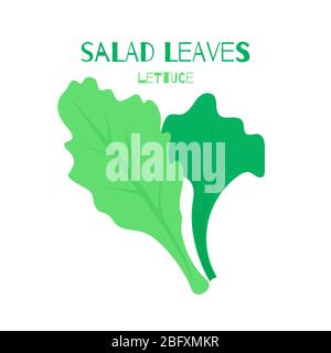Illustration vectorielle des feuilles de salade de laitue colorées. Légumes biologiques plats isolés sur fond blanc utilisés pour le magazine, le livre, l'affiche Illustration de Vecteur
