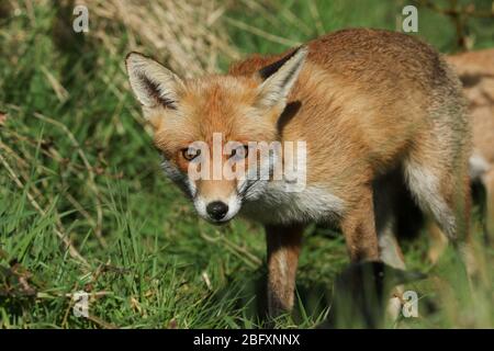 Un joli renard rouge sauvage, Vulpes vulpes, chasse pour la nourriture dans un pré.
