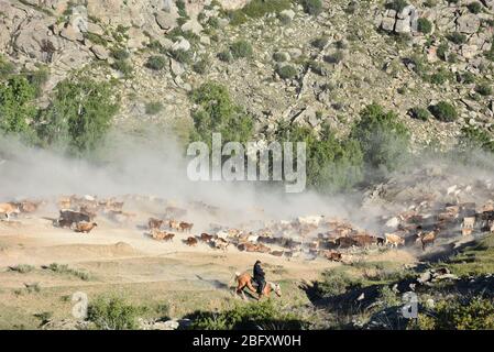 Xinjiang, Xinjiang, Chine. 20 avril 2020. Xinjiangà¯ÂμÅ'CHINA-le 5 juin 2018 jour juste lumineux, sal braque Airdropping County dans la région de xinjiang altay, les bergers locaux kazak vivant au revoir pendant plus de deux mois de pâturage de printemps et d'automne, ont commencé à leurs pâturages de bétail et de moutons en été de transitions, des dizaines de milliers de bovins et de moutons sous la conduite des bergers kazak, majestueux, poussière tout le chemin chanson, grandes scènes, majestueux, attirant des amoureux de la photographie de tournée du xinjiang à l'intérieur et à l'extérieur. Crédit: SIPA Asia/ZUMA Wire/Alay Live News Banque D'Images