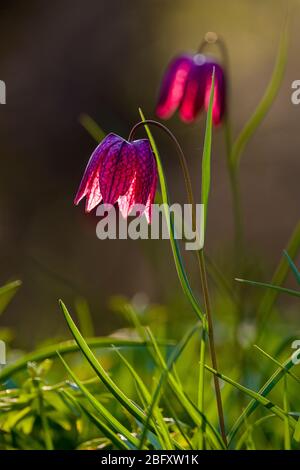 Deux têtes de serpent violette, fleurs d'échecs (Fritillaria meleagris) fleuries Banque D'Images