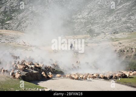 Xinjiang, Xinjiang, Chine. 20 avril 2020. Xinjiangà¯ÂμÅ'CHINA-le 5 juin 2018 jour juste lumineux, sal braque Airdropping County dans la région de xinjiang altay, les bergers locaux kazak vivant au revoir pendant plus de deux mois de pâturage de printemps et d'automne, ont commencé à leurs pâturages de bétail et de moutons en été de transitions, des dizaines de milliers de bovins et de moutons sous la conduite des bergers kazak, majestueux, poussière tout le chemin chanson, grandes scènes, majestueux, attirant des amoureux de la photographie de tournée du xinjiang à l'intérieur et à l'extérieur. Crédit: SIPA Asia/ZUMA Wire/Alay Live News Banque D'Images