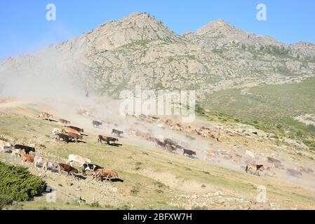 Xinjiang, Xinjiang, Chine. 20 avril 2020. Xinjiangà¯ÂμÅ'CHINA-le 5 juin 2018 jour juste lumineux, sal braque Airdropping County dans la région de xinjiang altay, les bergers locaux kazak vivant au revoir pendant plus de deux mois de pâturage de printemps et d'automne, ont commencé à leurs pâturages de bétail et de moutons en été de transitions, des dizaines de milliers de bovins et de moutons sous la conduite des bergers kazak, majestueux, poussière tout le chemin chanson, grandes scènes, majestueux, attirant des amoureux de la photographie de tournée du xinjiang à l'intérieur et à l'extérieur. Crédit: SIPA Asia/ZUMA Wire/Alay Live News Banque D'Images