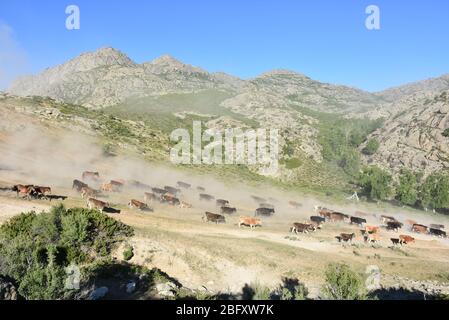 Xinjiang, Xinjiang, Chine. 20 avril 2020. Xinjiangà¯ÂμÅ'CHINA-le 5 juin 2018 jour juste lumineux, sal braque Airdropping County dans la région de xinjiang altay, les bergers locaux kazak vivant au revoir pendant plus de deux mois de pâturage de printemps et d'automne, ont commencé à leurs pâturages de bétail et de moutons en été de transitions, des dizaines de milliers de bovins et de moutons sous la conduite des bergers kazak, majestueux, poussière tout le chemin chanson, grandes scènes, majestueux, attirant des amoureux de la photographie de tournée du xinjiang à l'intérieur et à l'extérieur. Crédit: SIPA Asia/ZUMA Wire/Alay Live News Banque D'Images