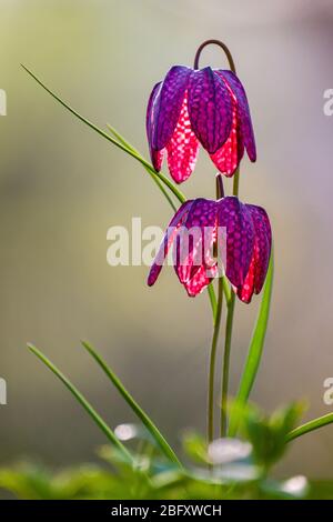 Deux têtes de serpent violette, fleurs d'échecs (Fritillaria meleagris) fleuries Banque D'Images