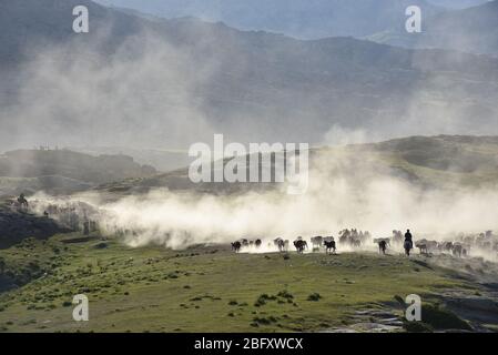 Xinjiang, Xinjiang, Chine. 20 avril 2020. Xinjiangà¯ÂμÅ'CHINA-le 5 juin 2018 jour juste lumineux, sal braque Airdropping County dans la région de xinjiang altay, les bergers locaux kazak vivant au revoir pendant plus de deux mois de pâturage de printemps et d'automne, ont commencé à leurs pâturages de bétail et de moutons en été de transitions, des dizaines de milliers de bovins et de moutons sous la conduite des bergers kazak, majestueux, poussière tout le chemin chanson, grandes scènes, majestueux, attirant des amoureux de la photographie de tournée du xinjiang à l'intérieur et à l'extérieur. Crédit: SIPA Asia/ZUMA Wire/Alay Live News Banque D'Images