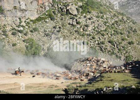 Xinjiang, Xinjiang, Chine. 20 avril 2020. Xinjiangà¯ÂμÅ'CHINA-le 5 juin 2018 jour juste lumineux, sal braque Airdropping County dans la région de xinjiang altay, les bergers locaux kazak vivant au revoir pendant plus de deux mois de pâturage de printemps et d'automne, ont commencé à leurs pâturages de bétail et de moutons en été de transitions, des dizaines de milliers de bovins et de moutons sous la conduite des bergers kazak, majestueux, poussière tout le chemin chanson, grandes scènes, majestueux, attirant des amoureux de la photographie de tournée du xinjiang à l'intérieur et à l'extérieur. Crédit: SIPA Asia/ZUMA Wire/Alay Live News Banque D'Images