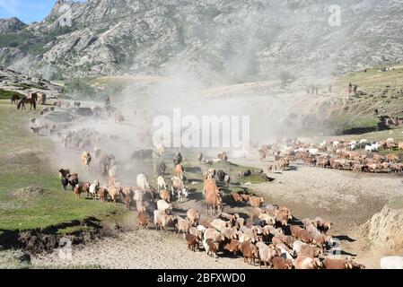 Xinjiang, Xinjiang, Chine. 20 avril 2020. Xinjiangà¯ÂμÅ'CHINA-le 5 juin 2018 jour juste lumineux, sal braque Airdropping County dans la région de xinjiang altay, les bergers locaux kazak vivant au revoir pendant plus de deux mois de pâturage de printemps et d'automne, ont commencé à leurs pâturages de bétail et de moutons en été de transitions, des dizaines de milliers de bovins et de moutons sous la conduite des bergers kazak, majestueux, poussière tout le chemin chanson, grandes scènes, majestueux, attirant des amoureux de la photographie de tournée du xinjiang à l'intérieur et à l'extérieur. Crédit: SIPA Asia/ZUMA Wire/Alay Live News Banque D'Images