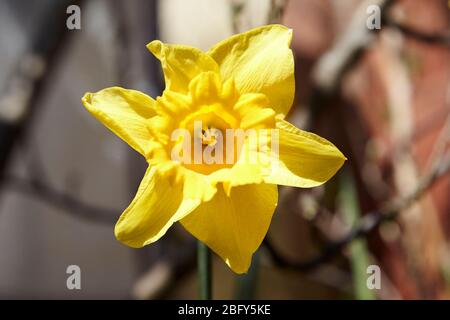 Jonquille jaune unique qui pousse dans un jardin à Newtownabbatibatibatibatibatiale Irlande du Nord Royaume-Uni Banque D'Images