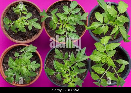 Jeunes plants de tomate vus d'en haut en avril. Banque D'Images