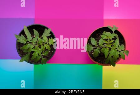 Jeunes plants de tomate vus d'en haut en avril. Banque D'Images