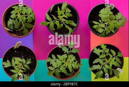 Jeunes plants de tomate vus d'en haut en avril. Banque D'Images