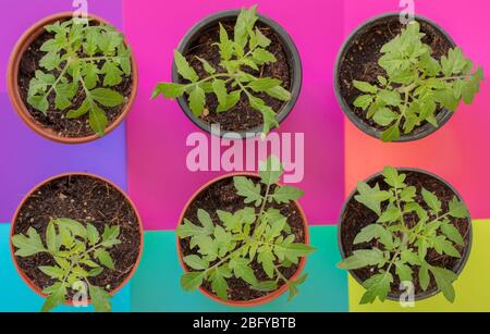 Jeunes plants de tomate vus d'en haut en avril. Banque D'Images