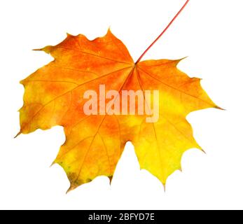 feuille d'érable d'automne, isolée sur blanc Banque D'Images