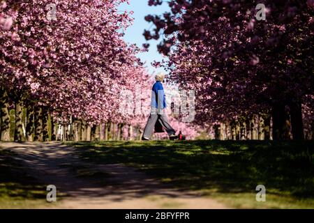20 avril 2020: Une femme peut être vue à travers les fleurs colorées des arbres de l'avenue TV-Asahi cerisier fleuris au soleil du matin. La création de l'avenue Cherry Blossom a été lancée par TV-Asahi, l'une des principales chaînes de télévision japonaises, à l'occasion de la réunification de l'Allemagne. Les cerisiers ont été plantés entre 1990 et 2010. Près de 10 000 cerisiers japonais se tiennent maintenant sur l'ancienne bande murale et d'autres endroits choisis particulièrement touchés par la division de l'Allemagne. Dans la région de Teltow, il y a environ 1 100 cerisiers. (Image crédit : © Jan Scheune Banque D'Images