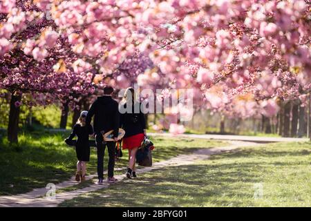 20 avril 2020: On peut voir une famille marcher à travers les fleurs colorées des arbres de l'avenue TV-Asahi cerisier fleuris au soleil du matin. La création de l'avenue Cherry Blossom a été lancée par TV-Asahi, l'une des principales chaînes de télévision japonaises, à l'occasion de la réunification de l'Allemagne. Les cerisiers ont été plantés entre 1990 et 2010. Près de 10 000 cerisiers japonais se tiennent maintenant sur l'ancienne bande murale et d'autres endroits choisis particulièrement touchés par la division de l'Allemagne. Dans la région de Teltow, il y a environ 1 100 cerisiers. (Image crédit : © Jan Scheun Banque D'Images