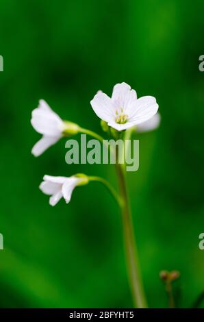 Cardamine pratensis, connue sous le nom de cuckooflower, laque de dame, mayflower, milkmaid, dans un pré dans la campagne de Rhénanie-Palatinat, Allemagne Banque D'Images