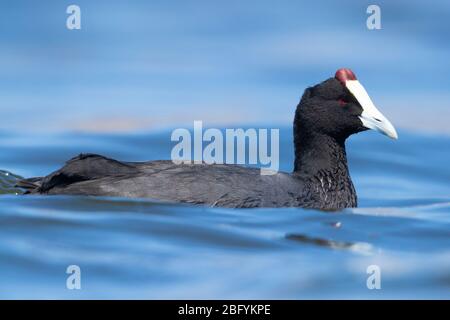 Red-knobbed Coot (Fulica crisstata), vue latérale d'un adulte nageant dans un lac, Western Cape, Afrique du Sud Banque D'Images