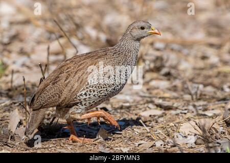 Natal Spurfowl (Pternistis natalensis), vue latérale d'une marche adulte, Mpumalanga, Afrique du Sud Banque D'Images