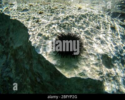 Oursin de mer, Urchin dans l'eau peu profonde de l'île grecque Zante Banque D'Images