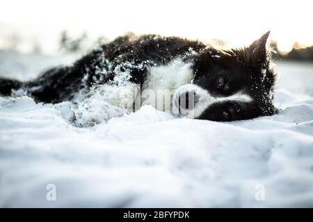 Cute Adorable Border Collie noir et blanc Portrait avec l'arrière-plan blanc neige Banque D'Images