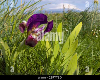 Fleur d'iris sicilienne colorée dans le parc Etna de Sicile Banque D'Images