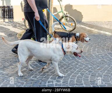 Propriétaire marchant Labrador Retriever et Beagle chien le long de la rue pavée pavée. Banque D'Images