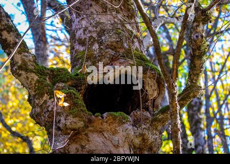 Grand arbre creux sur un fond de forêt. Sert le nid pour les oiseaux et un abri pour les animaux Banque D'Images
