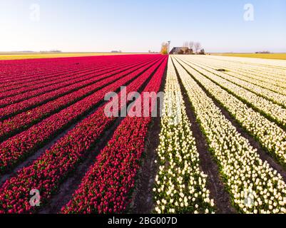 Drone aérien survolant un beau champ de tulipe coloré aux Pays-Bas. Vue sur les champs d'agriculture avec fleurs. Survolez les terres de polder hollandaises Banque D'Images