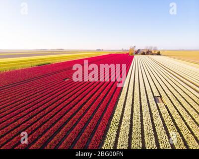 Drone aérien survolant un beau champ de tulipe coloré aux Pays-Bas. Vue sur les champs d'agriculture avec fleurs. Survolez les terres de polder hollandaises Banque D'Images