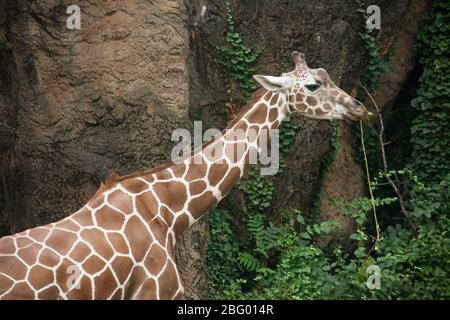 Photo horizontale d'une girafe mastigeant une branche d'arbre au zoo de Philadelphie, le premier zoo américain, Philadelphie, Pennsylvanie Banque D'Images