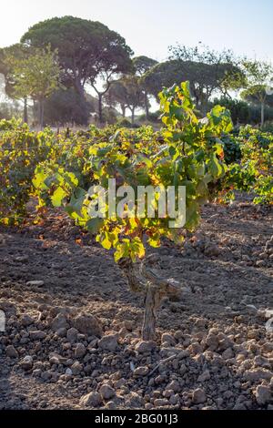 Paysage avec de célèbres vignobles vins sherry en Andalousie, Espagne, doux pedro ximenez ou muscat, ou prêt pour la récolte de raisins palomino, utilisé pour pr Banque D'Images