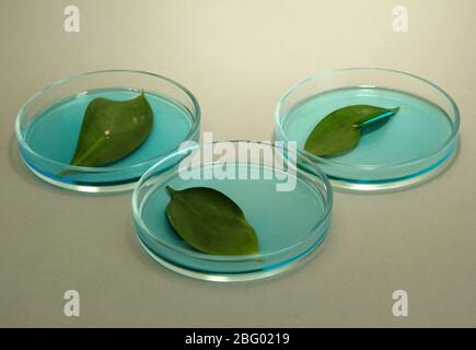 Feuilles génétiquement modifiées testées dans un plat de Petri, sur fond gris Banque D'Images