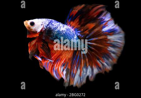 Betta Fancy Rose Tail Halfmoon HM mâle ou Plakat Flight Fish Splendens sur fond noir. Banque D'Images