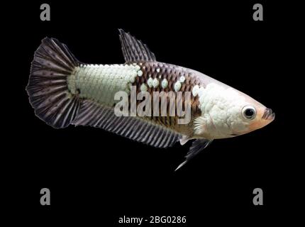 Betta Black Samurai Halfmoon Plakat HMPK femelle ou Plakat lutte poissons spliendens sur fond noir. Banque D'Images