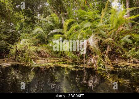 Vue du bush dans les zones humides et réflexion dans l'eau Banque D'Images