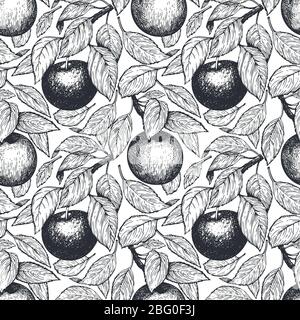 Modèle Apple transparent. Illustration de fruits de jardin vectoriels dessinés à la main. Fruits gravés. Arrière-plan botanique rétro. Banque D'Images