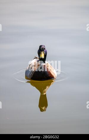 Canard mâle sur un lac avec réflexion, Nordirchen, Allemagne Banque D'Images