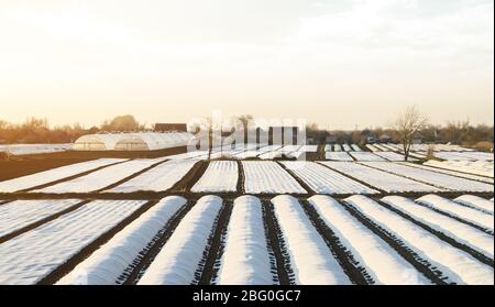 Champs de plantation d'agriculteurs couverts d'agrofibres de sphunbond. Pour la réalisation de récoltes plus tôt et plus élevées en appliquant de nouvelles méthodes technologiques et soluti Banque D'Images