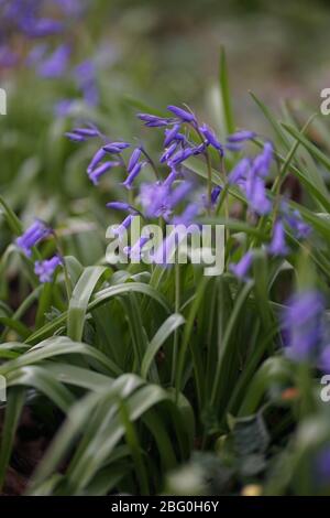 Gros plan des délicates cloches bleues de couleur pourpre (jacinthoides) dans l'herbe verte en avril, printemps Banque D'Images