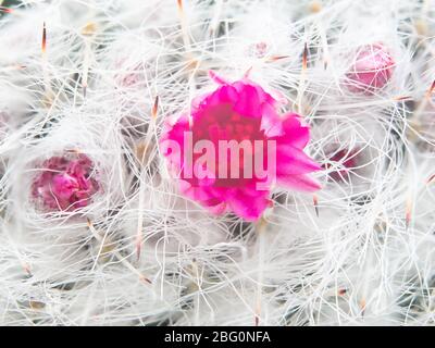 Macro (vue rapprochée) de fleurs roses, de la colonne vertébrale et des poils de Mammillaria geminispina, le cactus à deux épines Banque D'Images