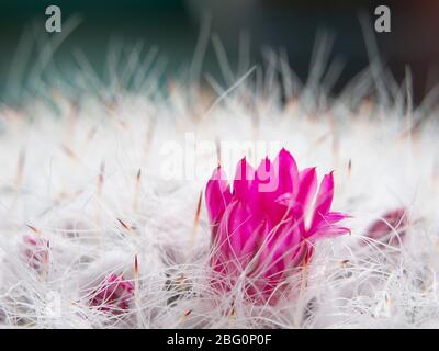 Macro (vue rapprochée) de fleurs roses, de la colonne vertébrale et des poils de Mammillaria geminispina, le cactus à deux épines Banque D'Images