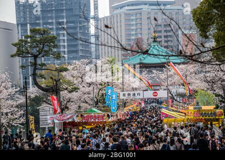 Rues animées de Tokyo pendant les journées de printemps sous les cerisiers en fleurs, Japon Banque D'Images