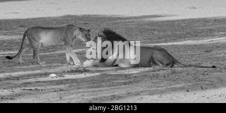 Lion mané noir panthera leo rencontre un des sous-adultes de lion avec tension et se niffer, parc Kgalagadi, Cap Nord, Afrique du Sud Banque D'Images