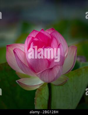 Le Lotus indien ou le Lotus sacré Nelumbo nucifera est un organisme aquatique appelé Lotus flower ou l'eau Lilly Garden à George Afrique du Sud Banque D'Images