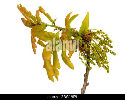 Fleurs printanières pollinisées par le vent et feuilles émergeantes du chêne pédunculate, Quercus robur, sur fond blanc Banque D'Images