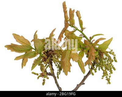 Fleurs printanières pollinisées par le vent et feuilles émergeantes du chêne pédunculate, Quercus robur, sur fond blanc Banque D'Images